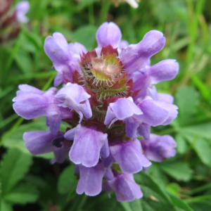 self heal (prunella vulgaris) 12 inch organic rooted seedling