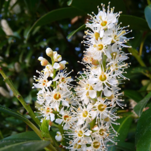 cherry laurel (prunus laurocerasus) two 6 inch saplings