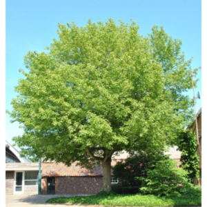 acer negundo 2.1 800x600 1.webp