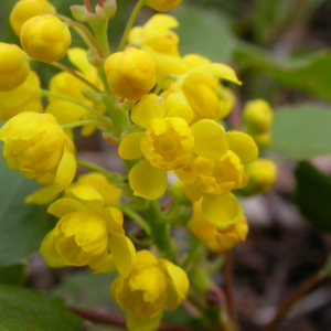 oregon grape (berberis repens)