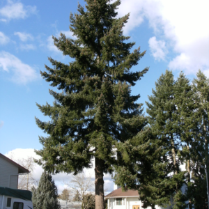 douglas fir (pseudotsuga menziesii) 12 inch organic rooted sapling