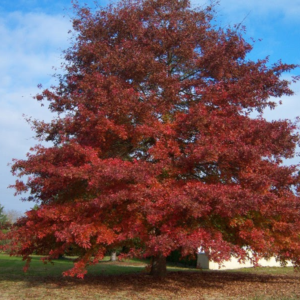 northern red oak (quercus rubra) please scroll down for plant description