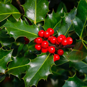 english holly (ilex aquifolium) two 6 inch organic rooted seedlings