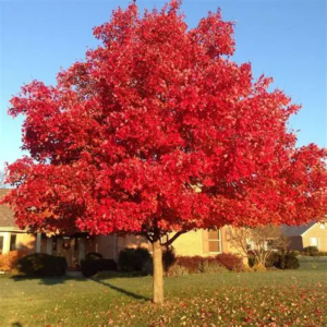 red maple (acer rubrum) six inch organic rooted sapling