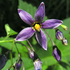 bittersweet nightshade (solanum dulcamara)