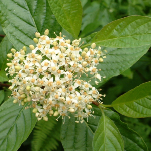 red osier dogwood (cornus sericea) two 6 inch organic rooted seedlings