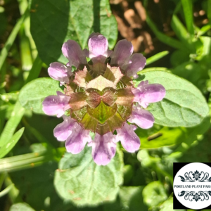 self heal logo photo.webp