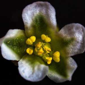common knotgrass (polygonum aviculare) two 12 inch organic rooted seedlings