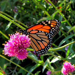 red clover (trifolium pratense) 12 inch organic rooted seedling