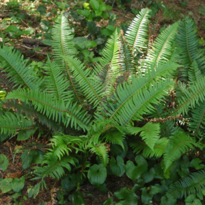 western sword fern (polystichum munitum) 12 inch organic rooted seedling