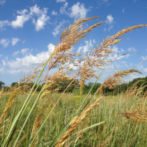 Flowering Grasses