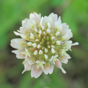 white clover (trifolium repens) 12 inch organic rooted seedling
