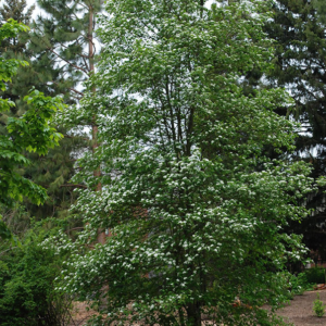 black hawthorn (crataegus douglasii) two 6 inch organic rooted saplings