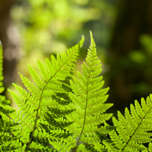 Woodland Ferns