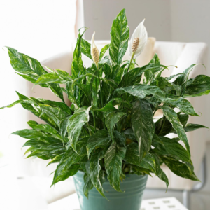 peace lily (spathiphyllum domino) 6 inch organic rooted seedling