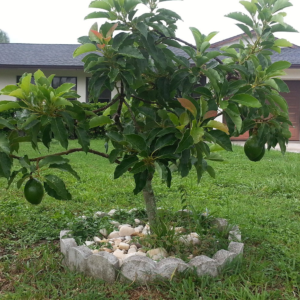 avocado sapling (persea americana) six inch organic rooted sapling