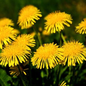 dandelion (taraxacum officinale) 6 inch organic rooted seedlings