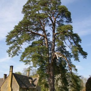 scots pine (pinus sylvestris) 6 inch organic rooted sapling