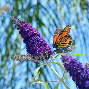 butterfly bush black knight (buddleia davidii) 12 inch organic rooted seedling