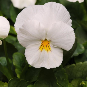 garden pansy (viola x wittrockiana) 12 inch organic rooted seedling