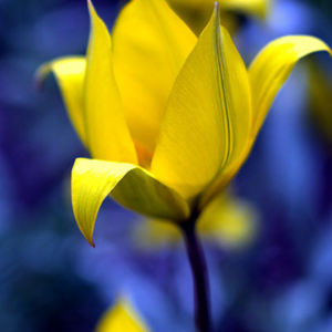 florentine tulip.webp