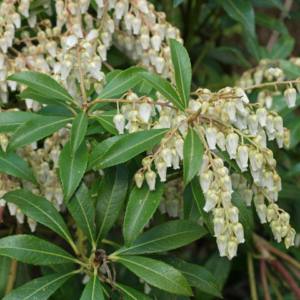 japanese pieris (pieris japonica) 12 inch organic rooted seedling