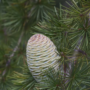 deodar cedar (cedrus deodara) 12 inch organic rooted sapling