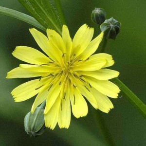 common nipplewort (lapsana communis) 12 inch organic rooted seedling