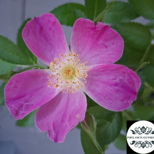 rosalina (rosa carolina) 12 inch organic cutting