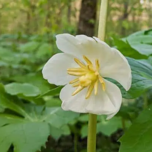 mayapple (podophyllum peltatum) 12 inch organic rooted seedling