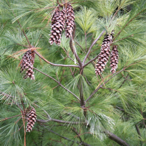 eastern white pine (pinus strobus) 6 inch organic rooted sapling