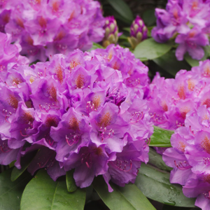 great laurel (rhododendron maximum) 12 inch cutting for sale