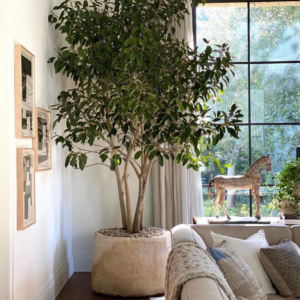 ficus tree (ficus benjamina) 12 inch organic rooted seedling