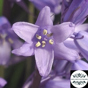 spanish bluebells (hyacinthoides hispanica) 6 inch organic rooted bulb clumps