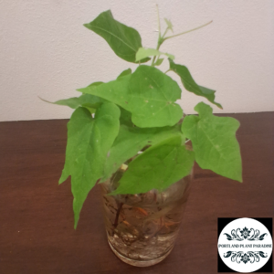 norway maple saplings for sale at $1 per sapling plus shipping tbd