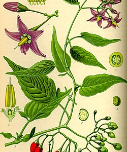 Shady Patch Wildflowers