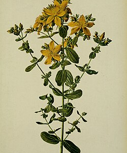 Sunny Patch Wildflowers