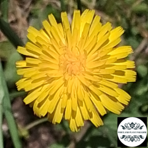 hawkbit (scorzoneroides) organic 12 inch seedling